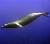 Monk Seals