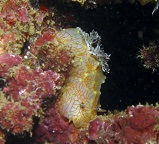 Nudibranchs