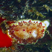 Red Spotted Nudibranch <I>Chromodoris</I>&nbsp;Sp. #1, Sheraton Caverns, Kauai, HI 2010