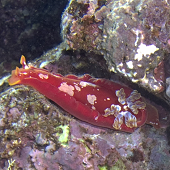Spanish Dancer (<I>Hexabranchus aureomarginatus</I>), Pupukea, Oahu, HI 2008